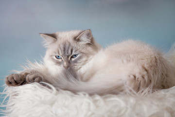 Neva Masquerade (Siberian) silver-tabby point cat portrait on blue sky background 