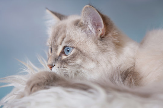 Neva Masquerade (Siberian) silver-tabby point cat portrait on blue sky background 