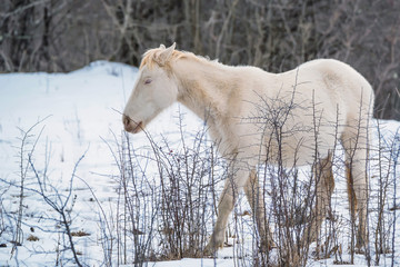 Albino horse grazing in winter