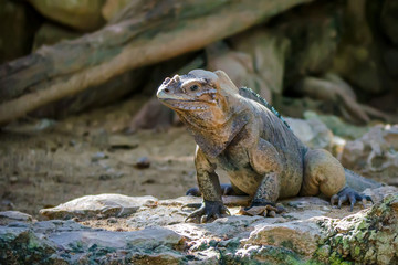 Green iguana on ground