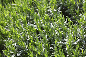 Obraz premium Echter Lavendel (Lavandula, angustifolia)