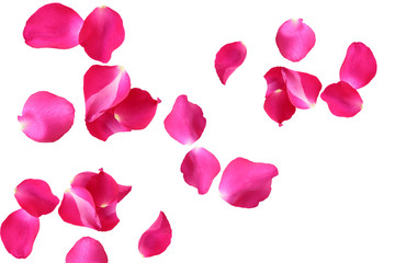 Abstract of Rose petals on white background