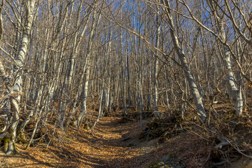 Morning in the woods. Sunrays passing through the branches.