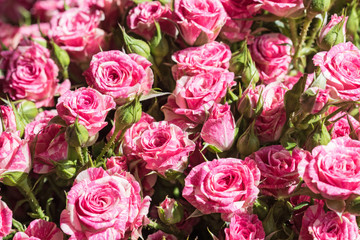 Close-up view of rose buds