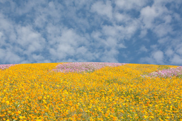 Obraz premium Cosmos flowers field