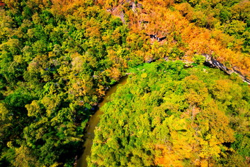 Aerial view of autumn forest