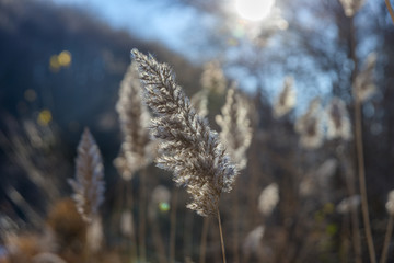 Flowers in the woods. Bright sunlight during a winter morning.