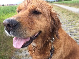 Fototapeta premium Regentag mit Hund in Landschaft