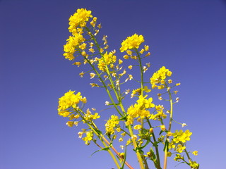 菜の花と青空