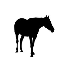 Obraz na płótnie Canvas Namib Desert Horse, front view - Silhouette - Vector Illustration