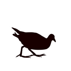 Swamp Chicken, side view - Silhouette - Vector Illustration