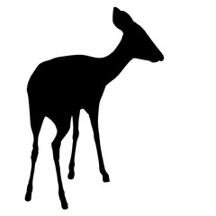 Damara Dik Dik, standing, seen from back - Silhouette - Vector Illustration
