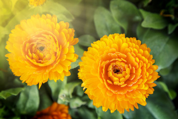 Flower at inthanon mountain