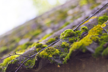 The roof of the old house