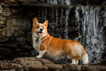 Naklejka na ściany i meble dog Corgi on a background of small waterfall
