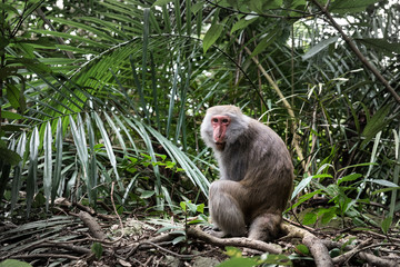 Formosan macaque in jungle. One kind of taiwan endemic species