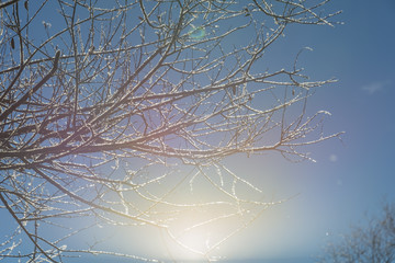 A winter's dawn seen through tree branches. Dreamy scenery... - 136307816