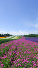 Fototapeta na wymiar colorful flower field , nature background