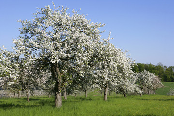 Fototapeta premium Blühende Apfelbäume am Bodensee, Baden-Wuerttemberg, Deutschland, Europa