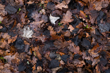 Wet fallen leaves