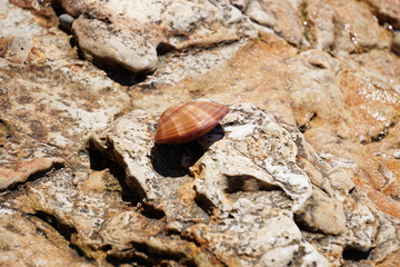 Sea shell