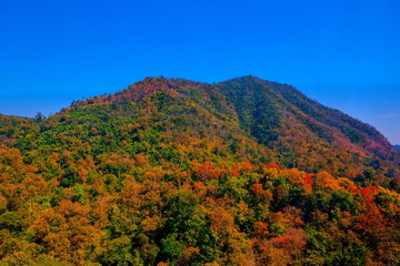 Aerial view of autumn forest