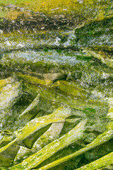Abstract moss on rock background