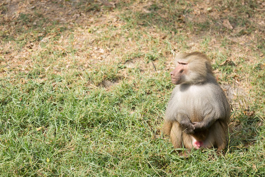 PapioniniBilder StockFotos & Videos. Adobe Stock