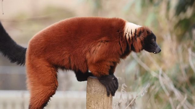 Red ruffed lemur perched on wooden fence.