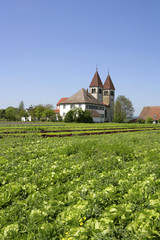 Salatanbau vor der Kirche St. Peter und Paul in Niederzell auf der Gemueseinsel Reichenau am Bodensee, Baden-Wuerttemberg, Deutschland, Europa