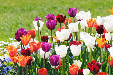 Tulips blossom in springtime. flowerbed in park