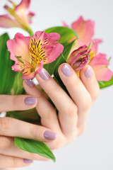 Hands of a woman with dark red manicure on nails and flowers alstroemeria on a white background
