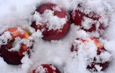 beautiful composition: red rosy apples in the snow, winter, food, product, still life 