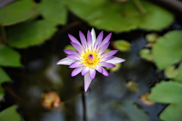 little violet lotus