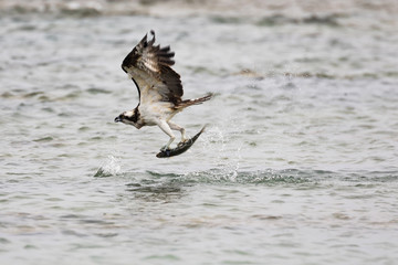 魚を捕獲したミサゴ