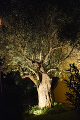 ulivo