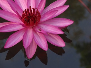 Thai water lilly