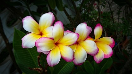Spa flower in Thailand