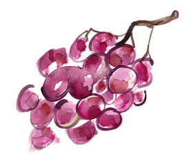 Bunch of red grapes painted in watercolor on clean white background - 136311235