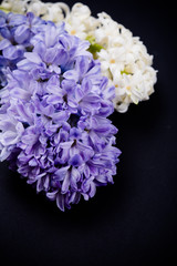 Purple and white hyacinth flowers on black background