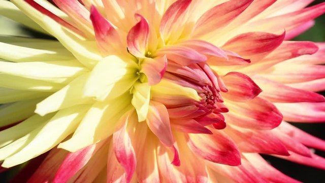 Dahlia "Reiso".  The Reiso variety has yellow base petals with tips that are rose red. Reiso is a cactus type dahlia. Dahlia flower swaying in the light wind breeze.  Closeup, macro. Place for text.