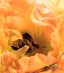Fototapeta na wymiar Orange tulip petals macro shot