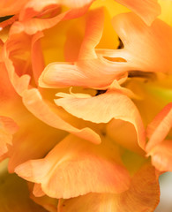 Fototapeta na wymiar Orange tulip petals macro shot