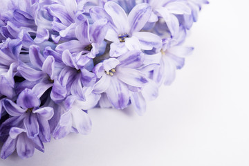 Purple hyacinth flowers