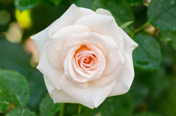White rose flower blossom in a garden