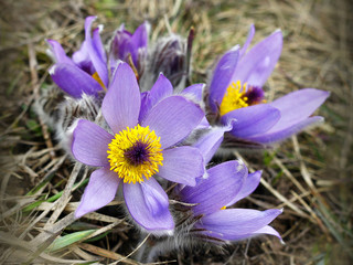 Fototapeta premium pasqueflower (pulsatilla vulgaris), which blooms in early spring