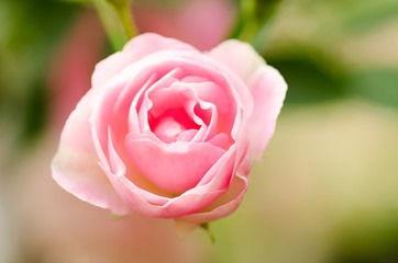 Pink rose flower blossom in a garden