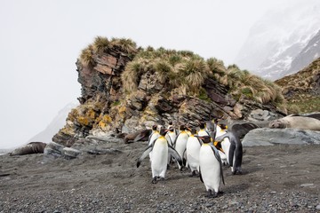 King Penguin Colony at Fortuna Bay, South Georgia