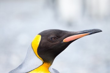 Close up of a king penguin, South Georgia Island
