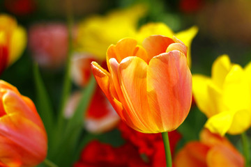 Naklejka premium Beautiful spring tulip flowers in colorful garden